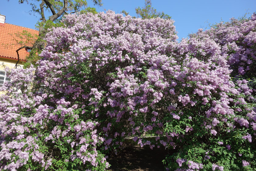 A big lilac bush near Loreto.