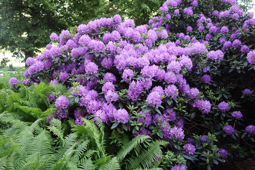 A rhododendron outside the museum.