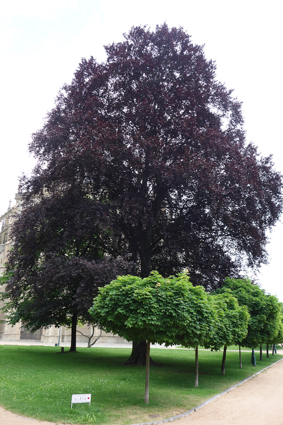 Copper beech near St. Barbara.