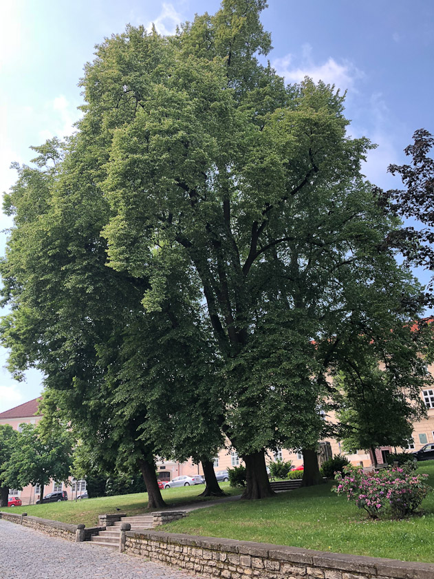 A magnificent tree we walked past.