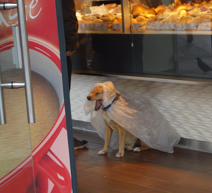His owner probably wanted this dog dry so he wouldn't create a shower by shaking himself dry.