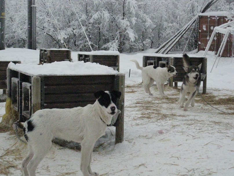 The dogs were mixed breed by preference. Pure breeds, like Siberian Huskies, had more problems from inbreeding and other factors.