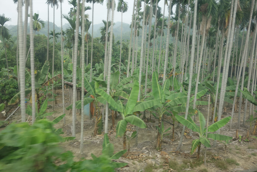 Palm trees along the Jiji Line.