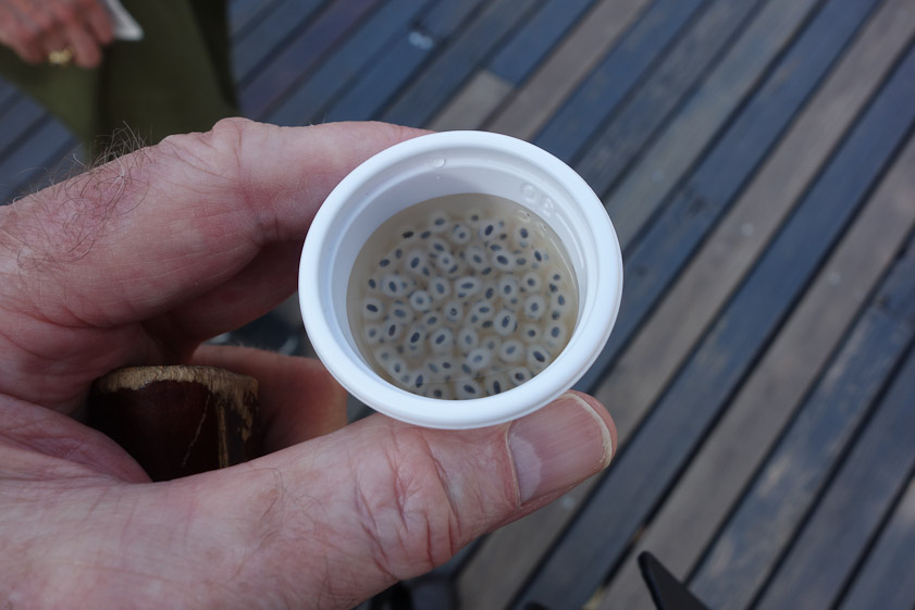 I was greeted at Checheng by a hostess offering little cups of something liquid. I drank it with no ill effect.