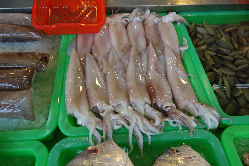 Squid