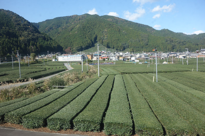 There were tall poles with small propellors in tea fields. We could only speculate at their function. Too small to effectively move the air or generate power, but too many of them to be wind meters.