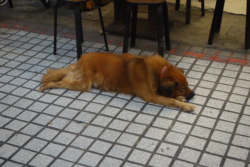 No bar on animals in Huazi Street Market.