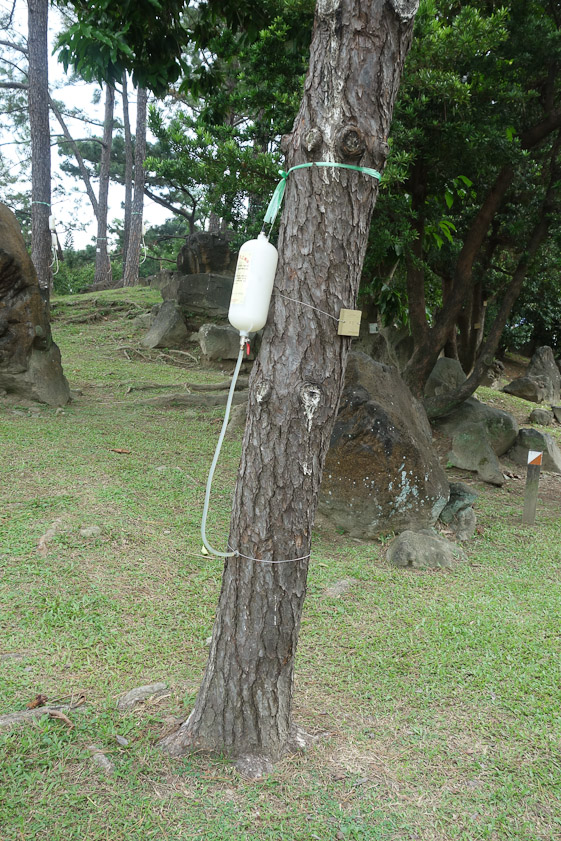 A tree in the park was getting an infusion.
