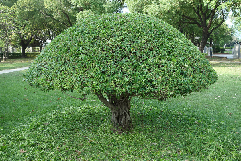Bush freshly trimmed in the park near the art museum. Work done by one man with ordinary garden shears.