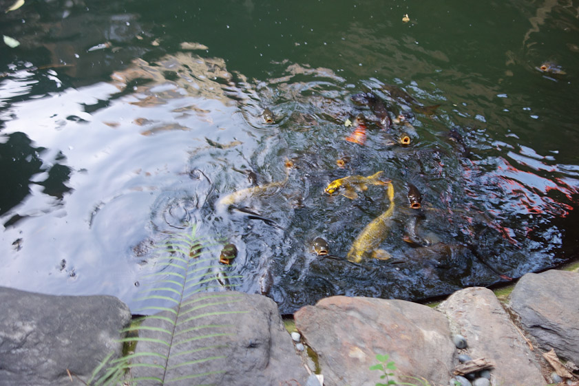 As well as tea, our set included fish feed. The carp thrashed wildly to get it.