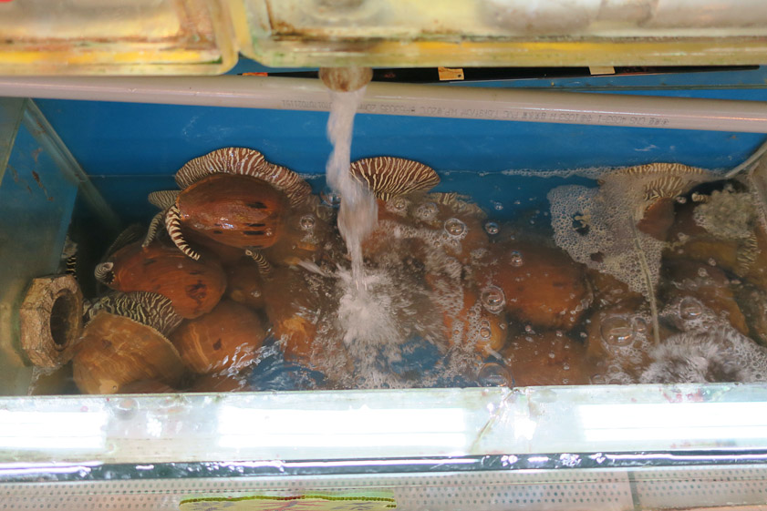 Strange, finned sea creatures