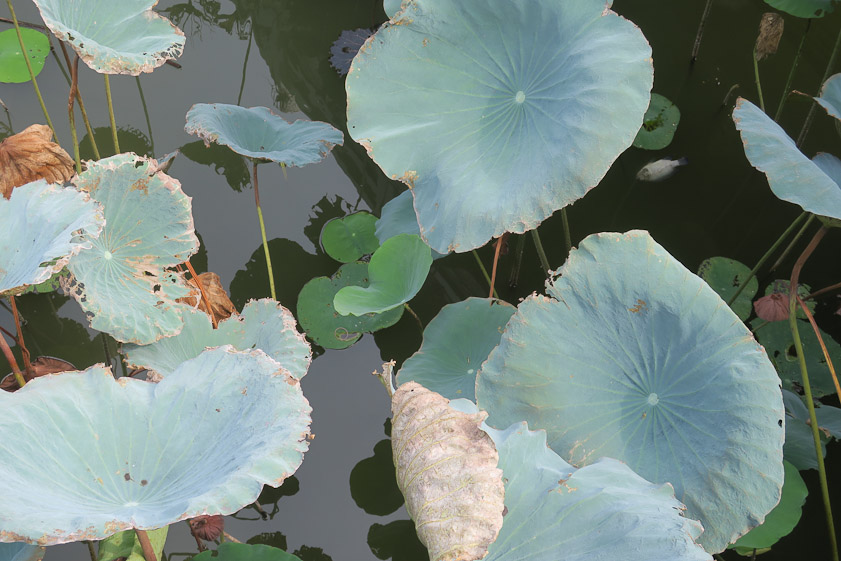 The lotus leaves have an unusual matte blue-green color.
