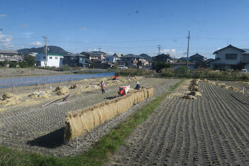 We saw this rice field as we rode the JR Tokaido Line from Shizuoka to Kanaya.