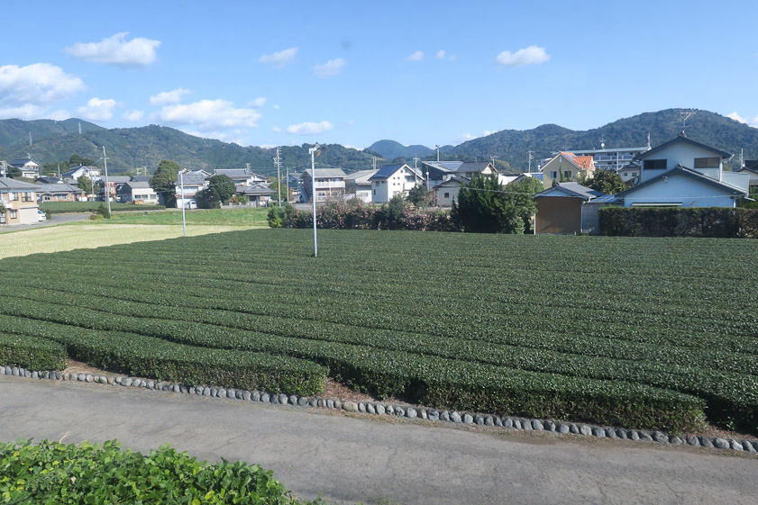 Much tea is grown in Shizuoka Prefecture.