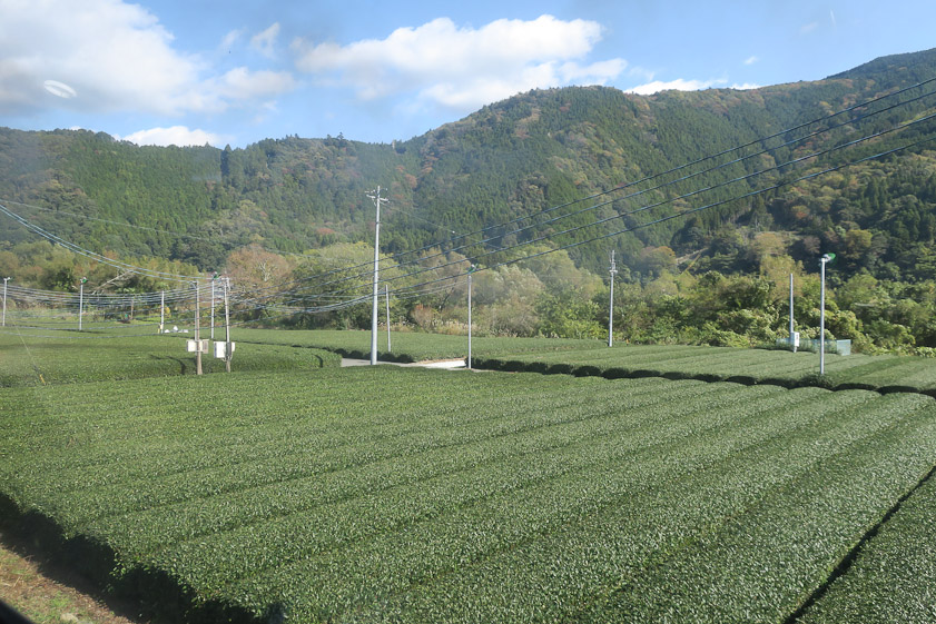 Another field of tea hedges.