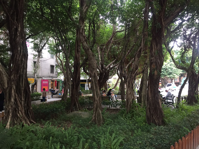 Yongkang Park, a little triangle south of the dumpling shop Din Tai Fung. I would guess these trees are some species of ficus.