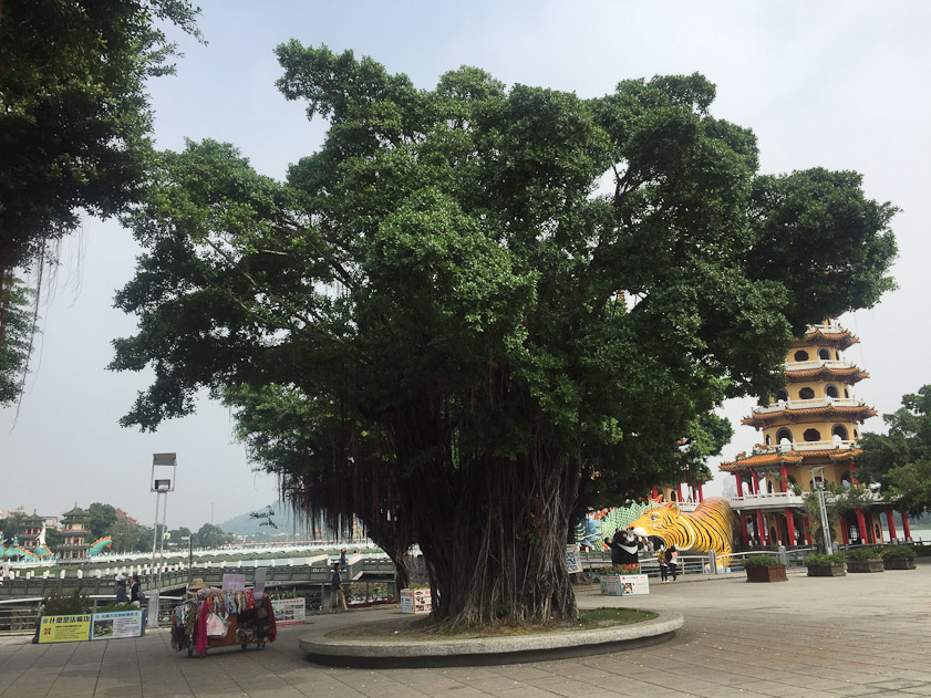 Majestic tree at southwest end of Lotus Pond.
