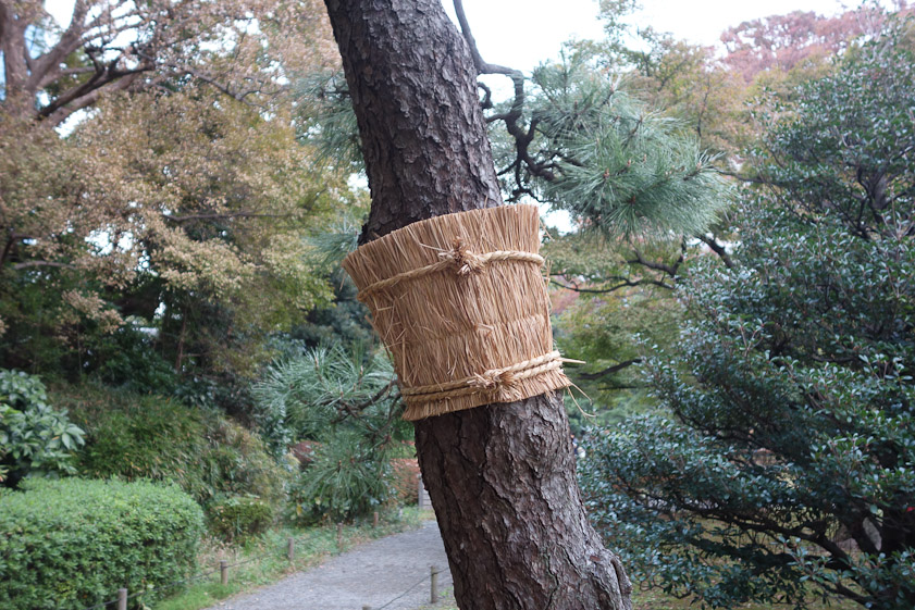 Komo-maki are used in Hama-rikyu, too..