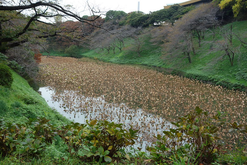 On our last day in Tokyo we went to the Crat Gallery, which is in the south side of Kitanomaru Koen, a park surrounded by a moat. This is the northern part of the moat.