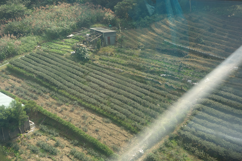 Tea in trimmed hedges below the gondola