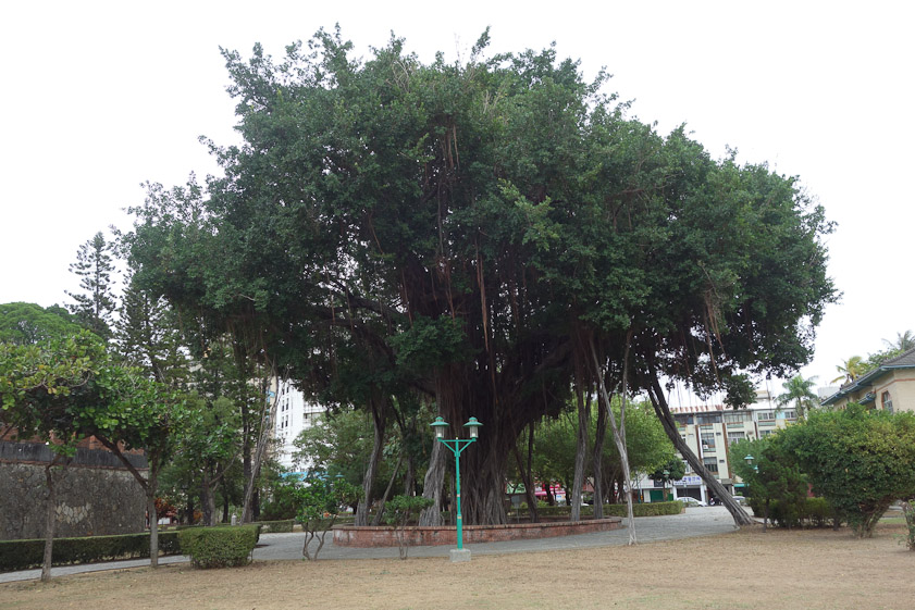 This great banyan tree was in Nanmen Park with the steles. Its aerial prop roots look like a lot of canes the old tree uses to walk.