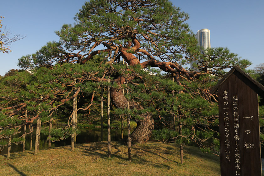 An old pine tree with many supports, like multiple canes.