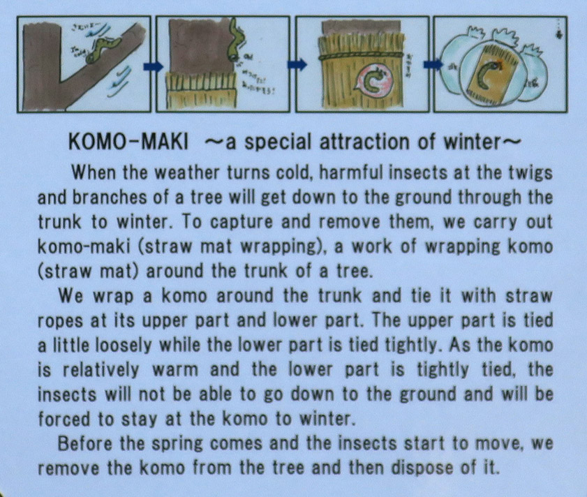 Komo-maki are wrapped around tree trunks to trap insdets that live in the branches during the summer but descend to the ground during winter, to stay warm. The wrapping is loose at the top but tight at the bottom, so the descending bugs are trapped above ground and freeze.