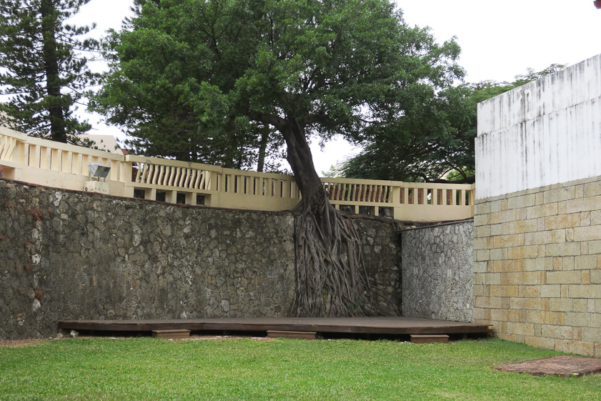 I suppose this is another strangler fig (banyan) in the enclosed courtyard in front of Great South Gate.. The seeds of the tree send out roots.