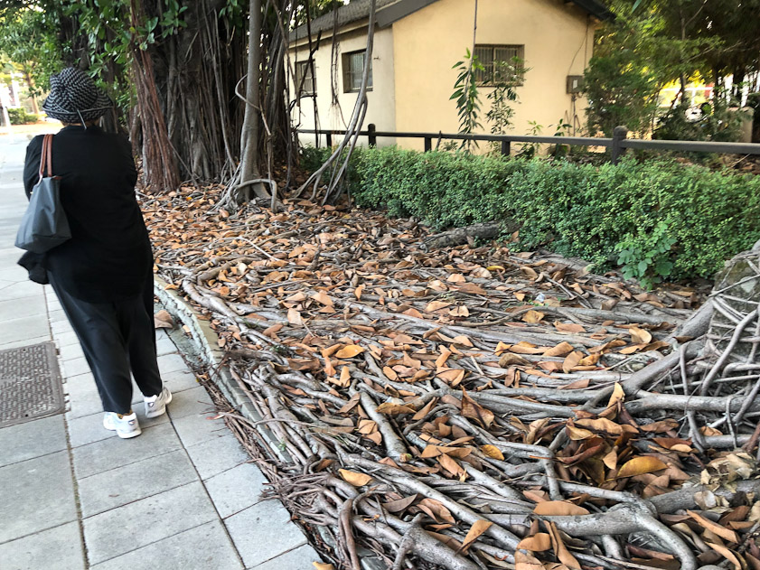 Profuse set of roots of banyan trees in Chiayi