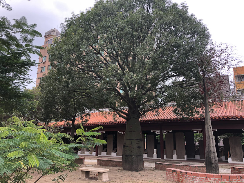 Another distinctive tree in front of the Forest of Steles