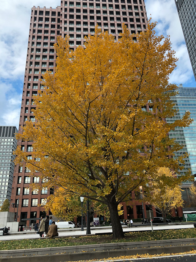 There were many trees displaying beautiful yellow foliage near the palace.