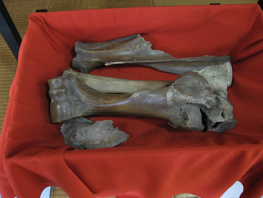 They used to think these were mermaid bones. Hefty mermaid!