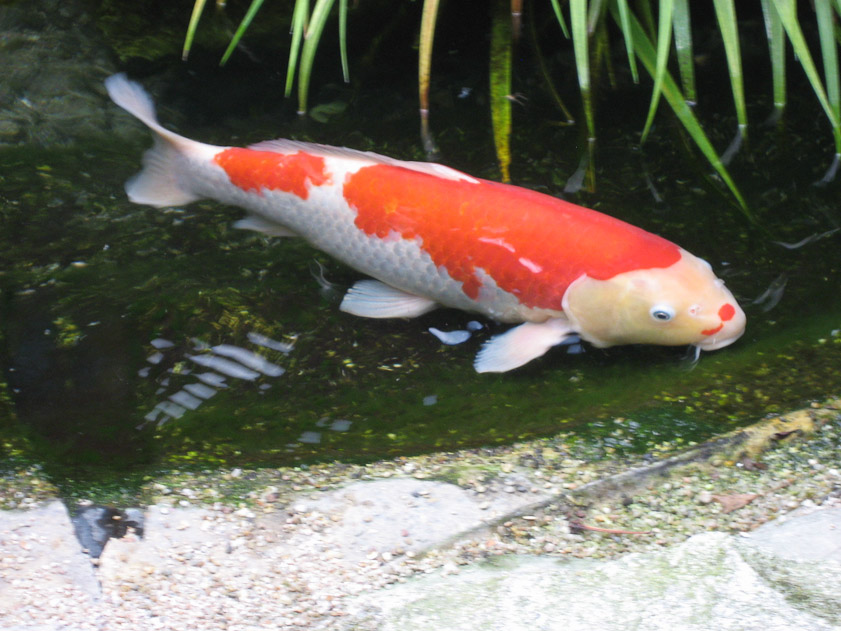Koi at the shrine.