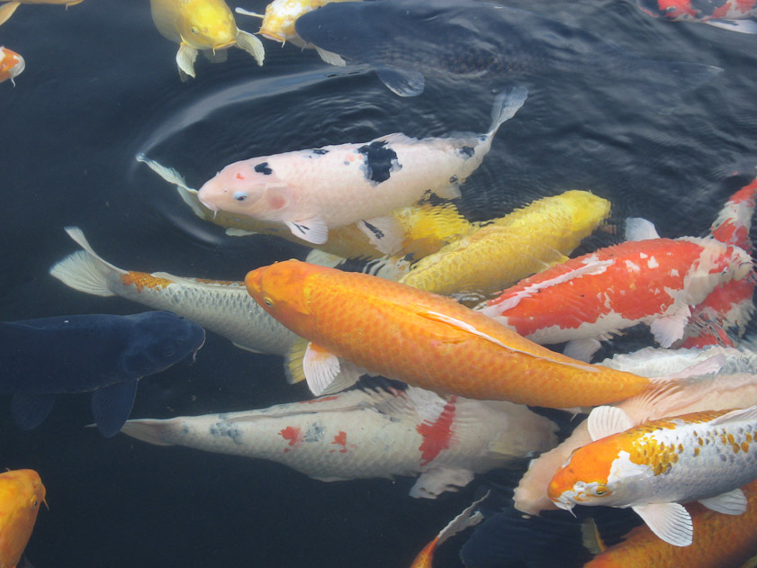 Fish at Glover Gardens
