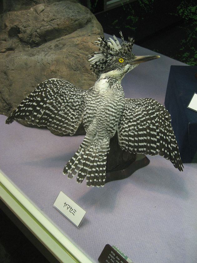 Local bird in the Aso museum.