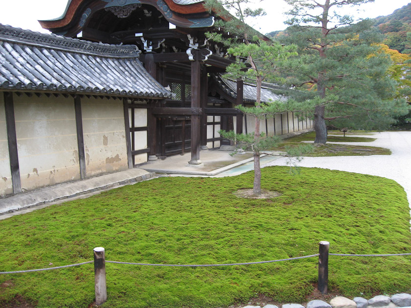 The Japanese use moss in their gardens instead of grass. It's a lot harder to care for than grass.