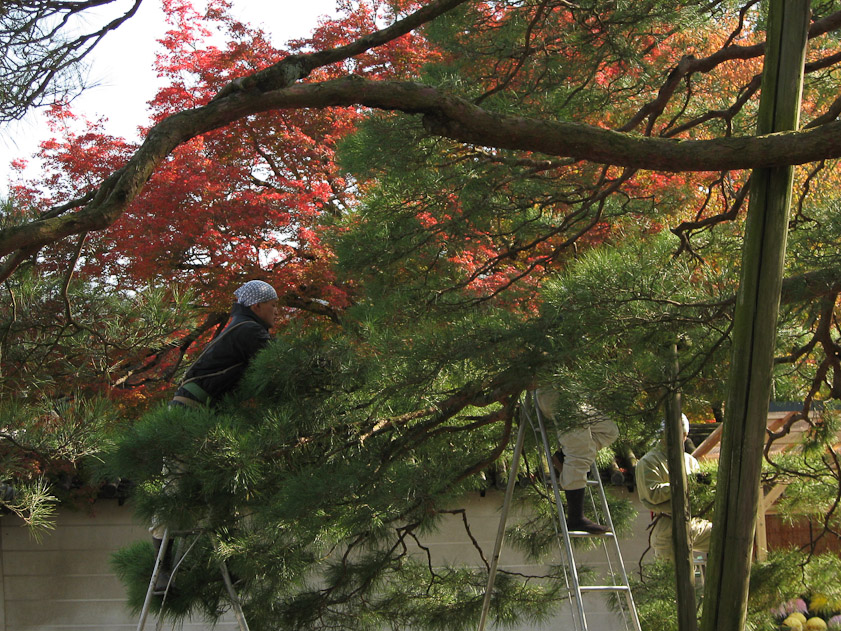Gardeners preening the pine trees at Daigoji.