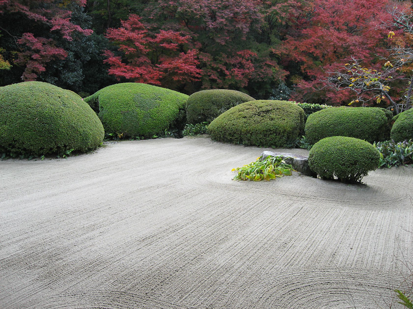 I like the droopy leaves next to the rock.