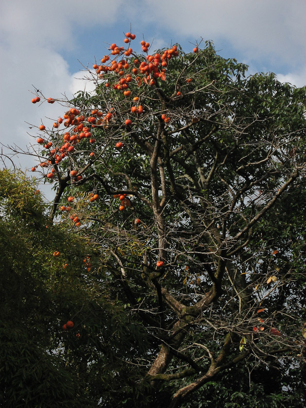 Persimmon tree.