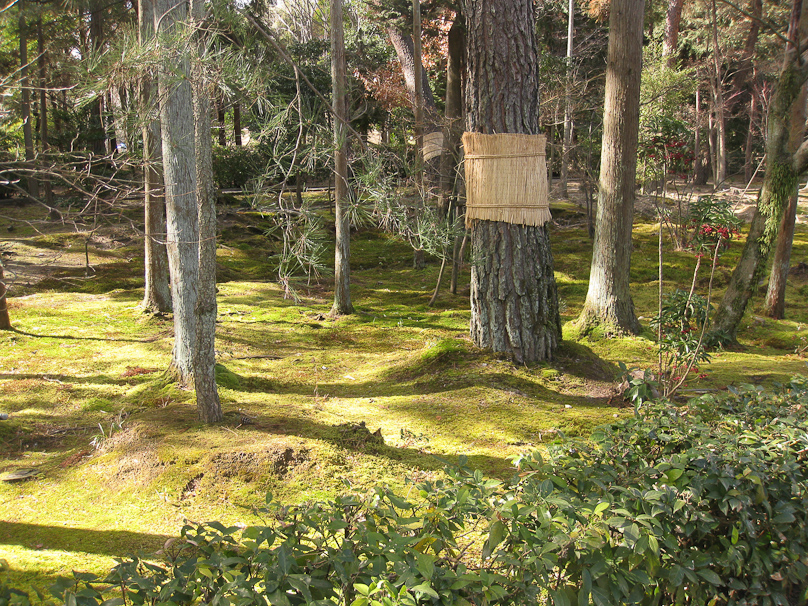 The moss at Toshodaiji