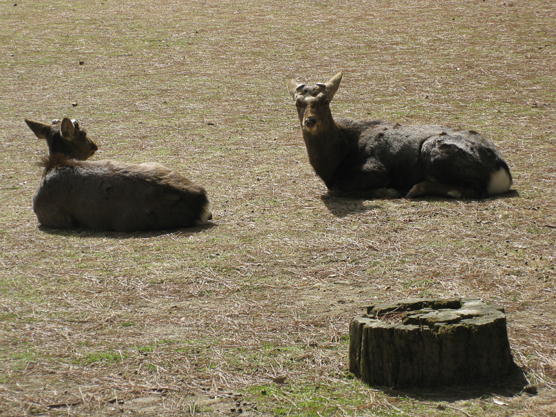 Deer in Nara roam freely in the historic center.