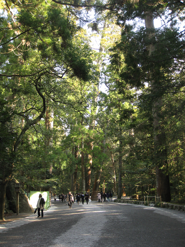 The walk to the main building at Naiku jingu was through this forest of tall trees. The tallest, straight ones are probably cryptomerias, a Japanese cypress that resembles giant sequoias.