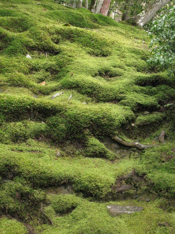 Gingkakuji (the Silver Pavilion) garden