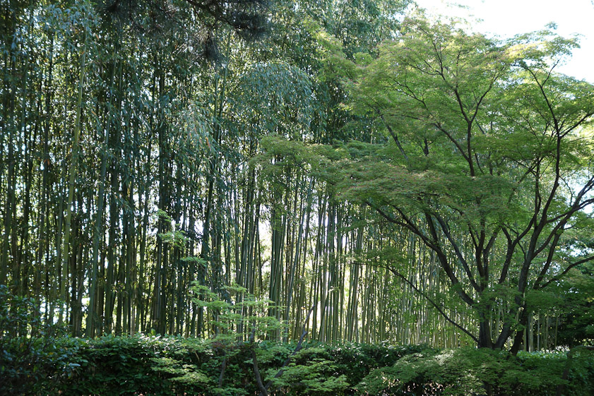 Bamboo grove outside the Katsura Villa.