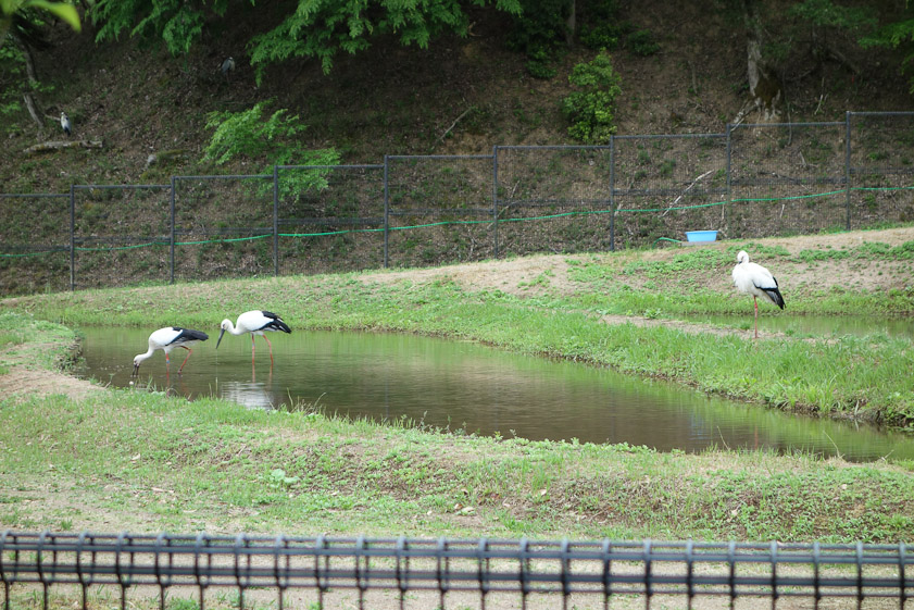 There is fencing to keep ground animals out of the ponds, but herons can fly in. These storks have one wing clipped so they cannot escape until the wing is repaired.