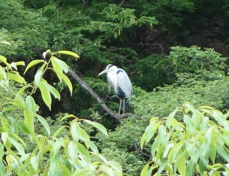 Heron in a tree waiting for a chance to pop in for some fish.