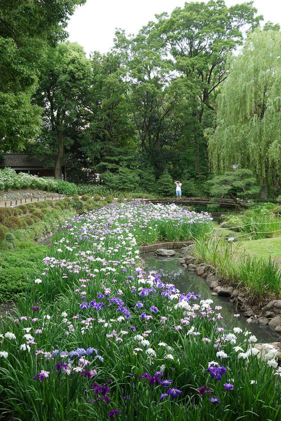 Mariana found the Kiyosumi Garden east of the Sumida River. It was an executive retreat and employee rest area for the Mitsubishi company before being given to the city of Tokyo. It has this iris garden.