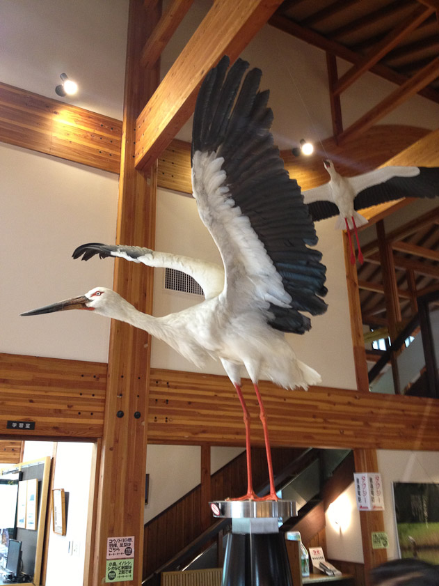 Stuffed Oriental White Stork.