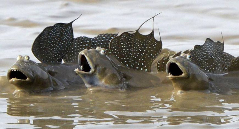 We only saw these mudskippers in a photo on the front page of the Japan Times on 30 May. The Japanese name is mutsugoro. Wikipedia says they are completely amphibious, though they have to keep their skin moist. They can jump two feet in the air. A remarkable fish!