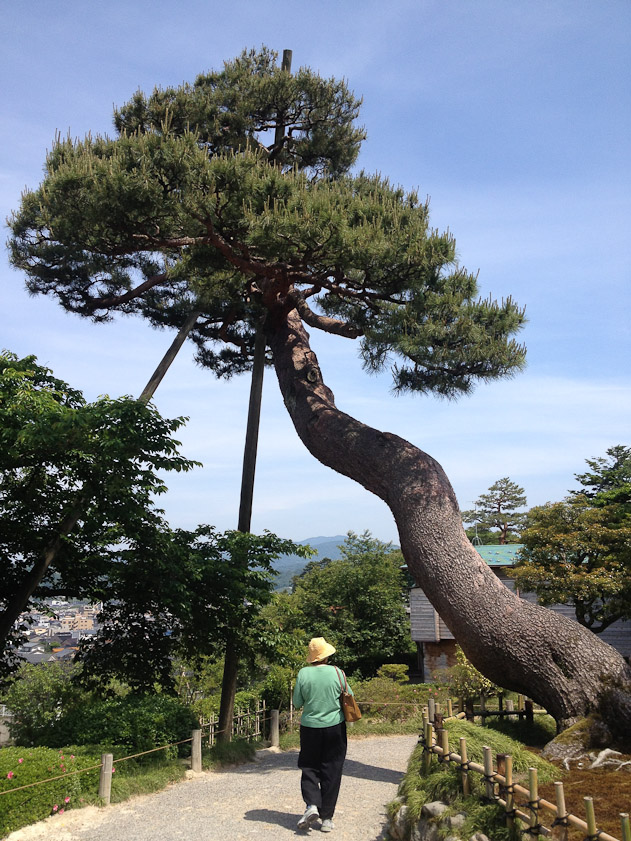 The Kenrokuen Garden in Kanazawa is a really big tourist site, and one of the big 3 of Japanese gardens. There are flowers, but the main features are trees.